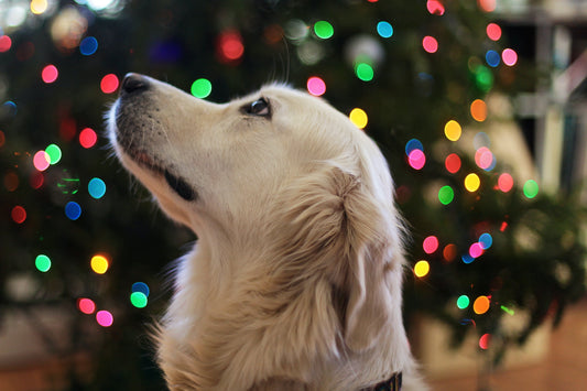 The Dog Lovers Gift You Need This Holiday Season