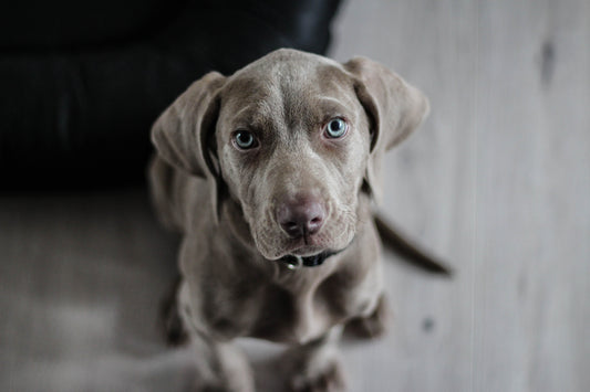 Traveling With Pets? Here’s Some Tips