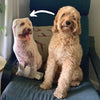 Custom Dog Pillow featuring a realistic photo of a golden doodle dog, placed on a chair next to the real dog. Perfect for personalized pet lovers looking for a unique gift.